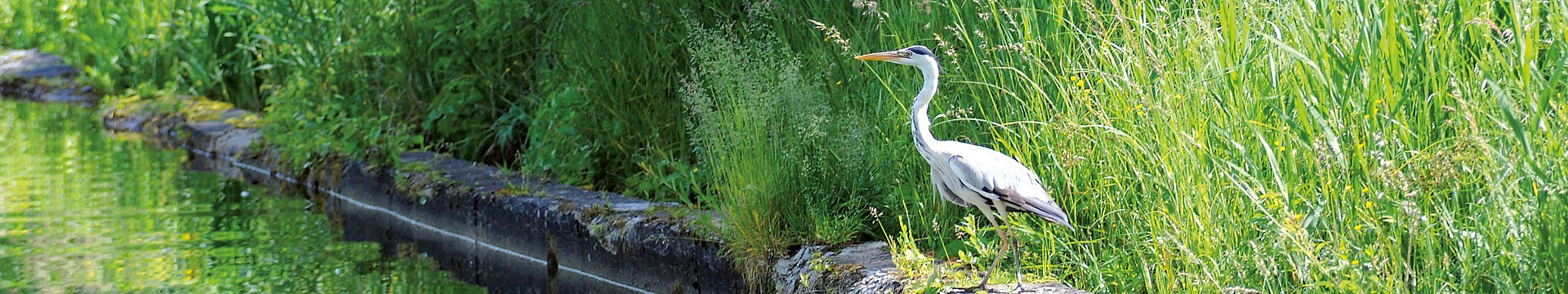 Ein Fischreiher steht am Ufer eines Flusses vor hohen Gräsern.